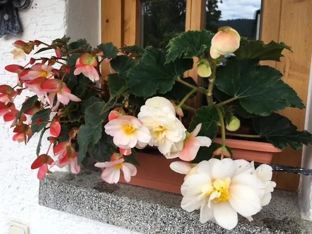 Haus Seidl Apartment Bodenmais
